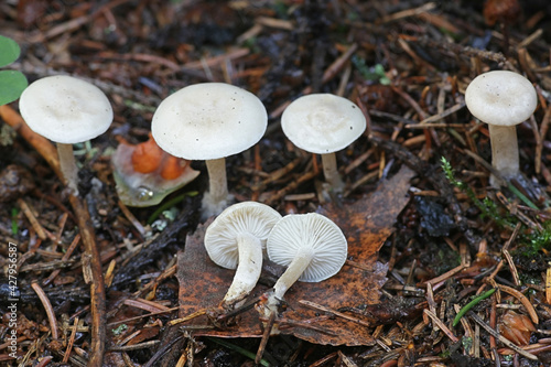 Leucocybe candicans, previously Clitocybe candicans, a domecap mushroom from Finland with no common English name photo