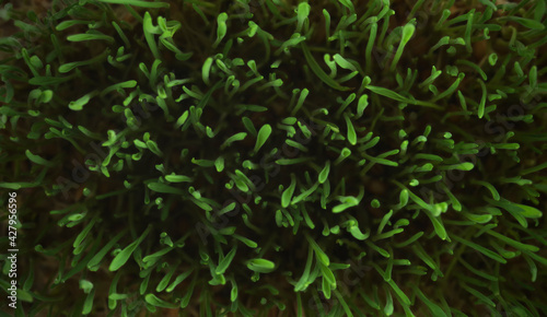 Top view of the young sprouts of wheat. Selective focus.