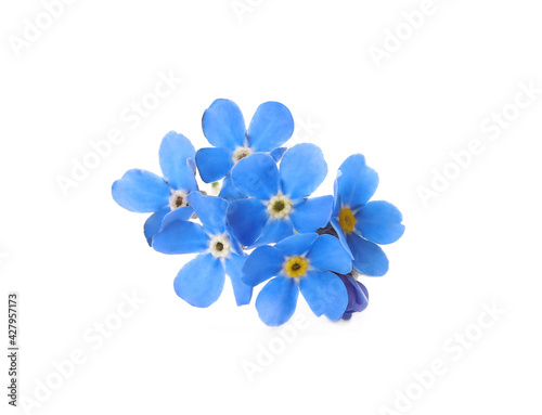 Beautiful blue Forget-me-not flowers isolated on white © New Africa