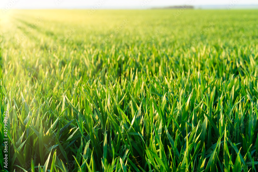 agricultural field with young sprouts and a blue sky with clouds - a beautiful spring landscape agricultural field with young sprouts and a blue sky with clouds - a beautiful spring landscape