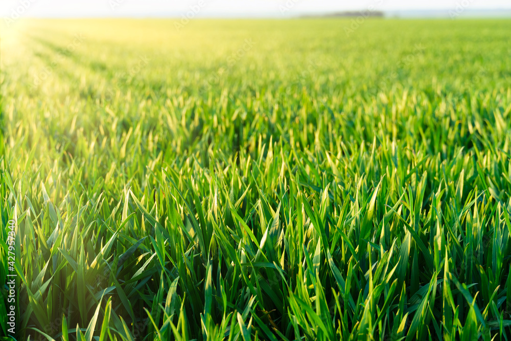 agricultural field with young sprouts and a blue sky with clouds - a beautiful spring landscape