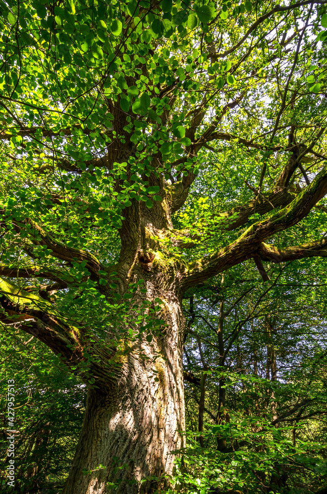 Fototapeta premium Alte Buche - Urwald Sababurg, Deutschland