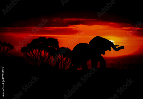 Silhouettes of animal on golden cloudy sunset background. Elephant in wildlife background. Beauty in color and freedom.