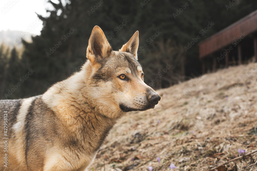 Portrait of czechoslovakian wolfdog on the meadow. Portrait of czechoslovakian wolfdog on the meadow.