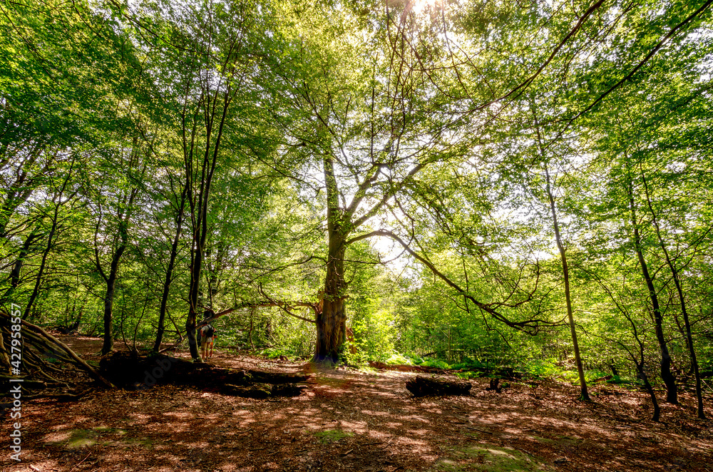 Obraz premium Urwald Sababurg - Lichtdurchfuteter Wald, Hessen, Deutschland