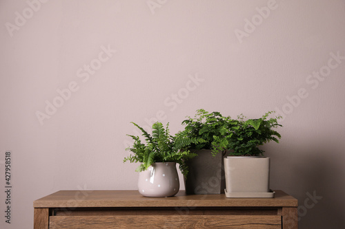 Beautiful fresh potted ferns on cabinet near pink wall. Space for text