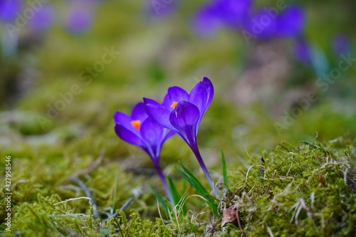 Crocus ( Crocus sativus ) - Saffron - beautiful spring flower - selective focus