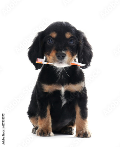 Cute dog with toothbrush on white background