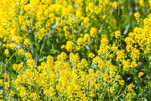 Yellow flowers of Barbarea vulgaris
