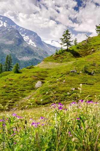 Valgrisenche Panorama in summer. Meadow with wildflowers and mountain peaks in the background. Valle d'Aosta. Italy