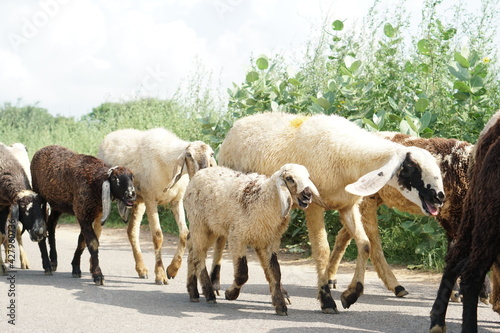 Fototapeta Naklejka Na Ścianę i Meble -  sheep herd is walking across the agricultural streets of India
