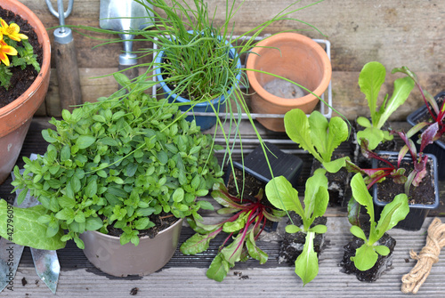 vegetable seedlings and aromatic plant with gardening equipment on a plank