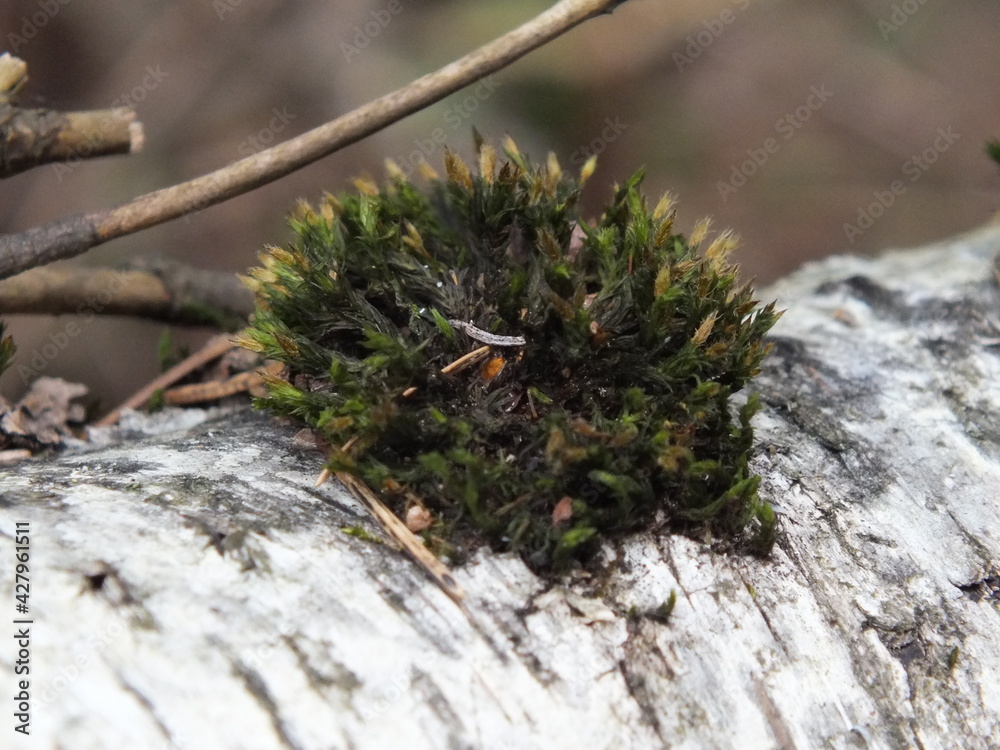 Fototapeta premium And there's a moss hedgehog on the birch tree!