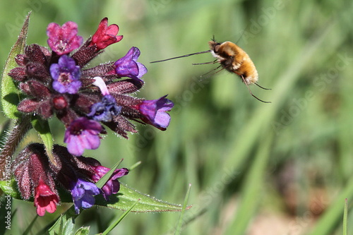 grand bombyle butinant en vol
