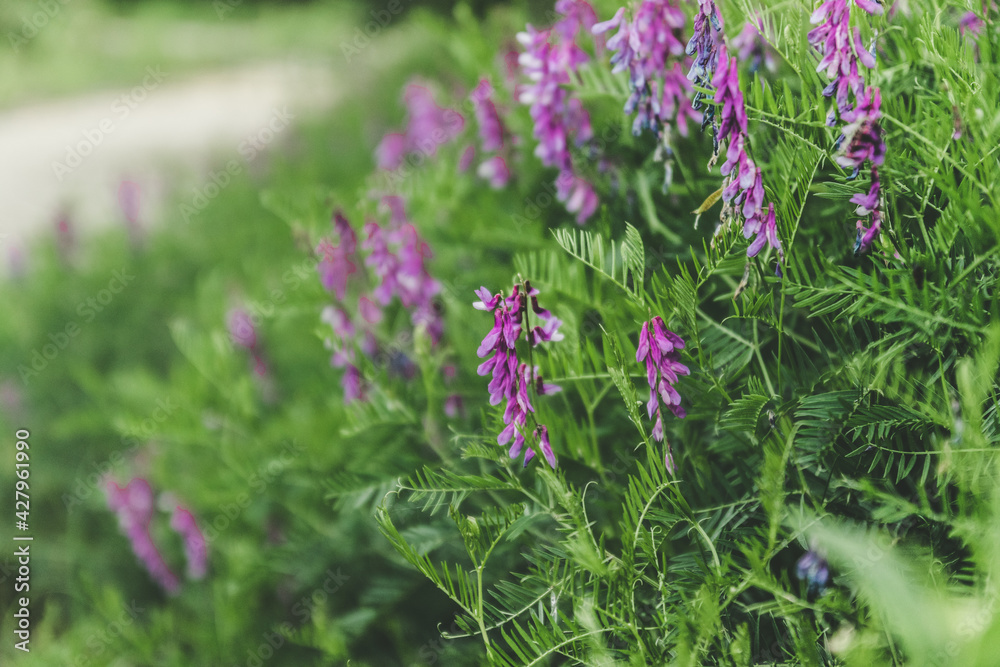 Lathyrus palustris or marsh pea with blurred background Lathyrus palustris or marsh pea with blurred background