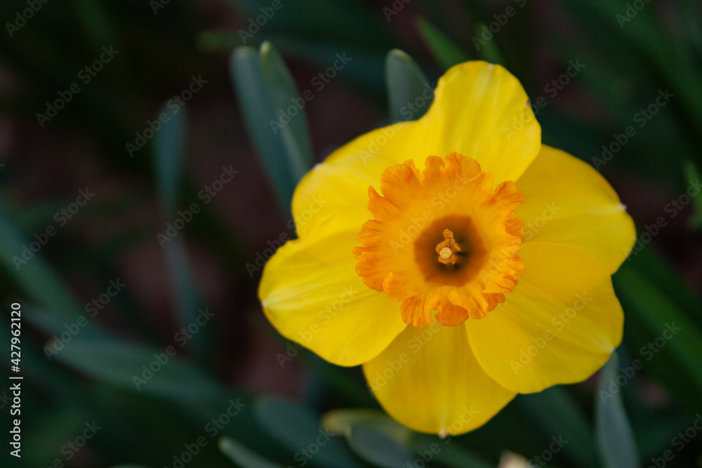 yellow daffodil flower yellow daffodil flower