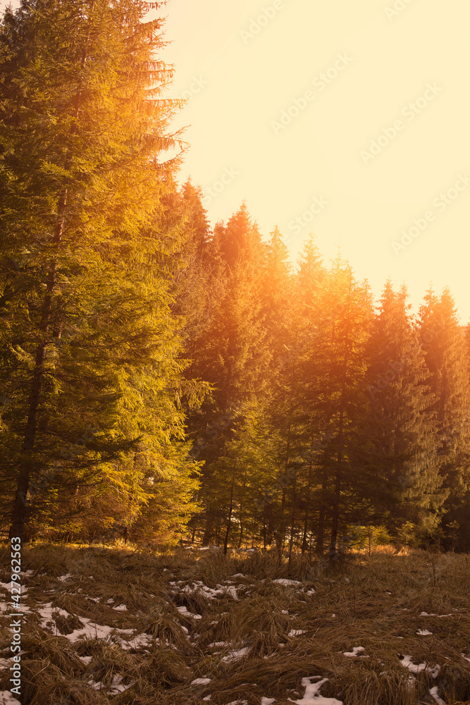 Coniferous forest and mountain meadow on a sunny day. High quality photo.