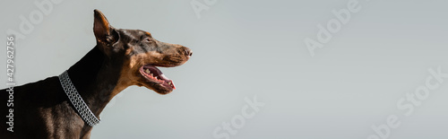 Canvastavla doberman in chain collar isolated on grey, banner