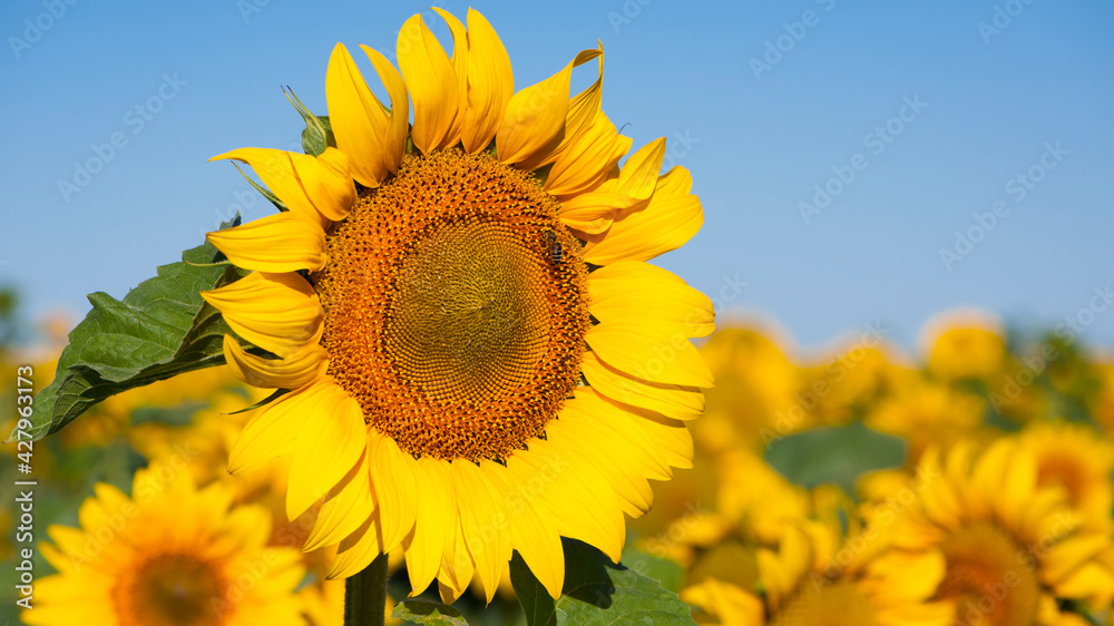 big bright yellow sunflower in the field. Large flowers of a sunflower in the sunlight. Yellow flowers on a farm field. Agriculture concept, organic products, good harvest. Growing seeds for oil. big bright yellow sunflower in the field. Large flowers of a sunflower in the sunlight. Yellow flowers on a farm field. Agriculture concept, organic products, good harvest. Growing seeds for oil.