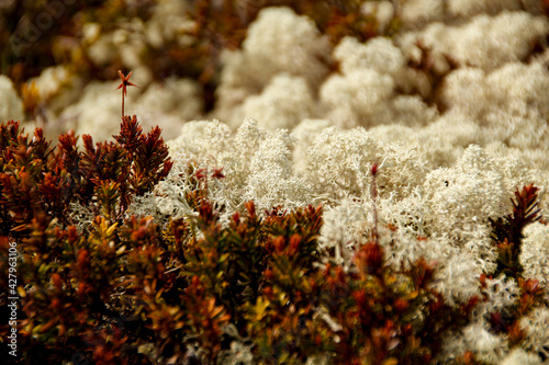 Close-Up of Iceland moss (Cetraria islandica) in Rondane National Park, Norway photo