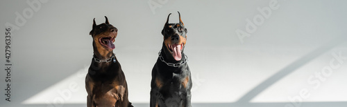 two doberman dogs sitting on grey background with shadows, banner