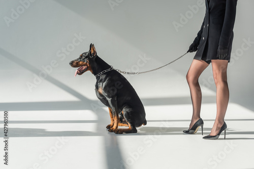 cropped view of elegant woman near doberman on chain leash on grey background with shadows photo