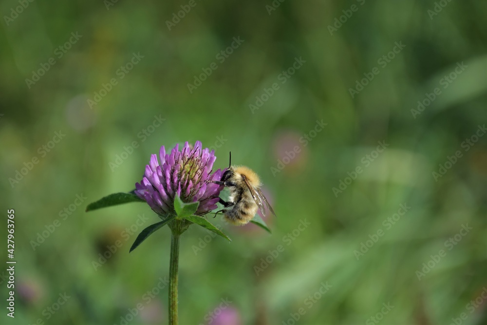 Bee sucks nectar from a red clover blossom Bee sucks nectar from a red clover blossom