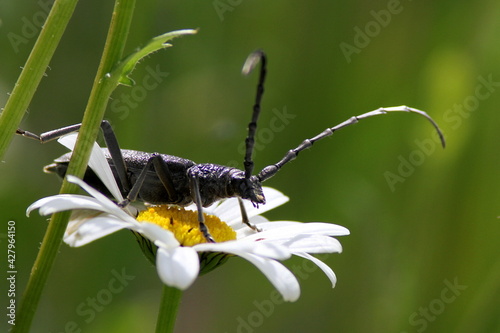 grand capricorne sur une marguerite