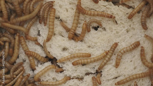 Mehlwürmer kriechen über eine Scheibe Brot, erst wenige Würmer und dann immer mehr, Tenebrior molitor, Zeitraffer