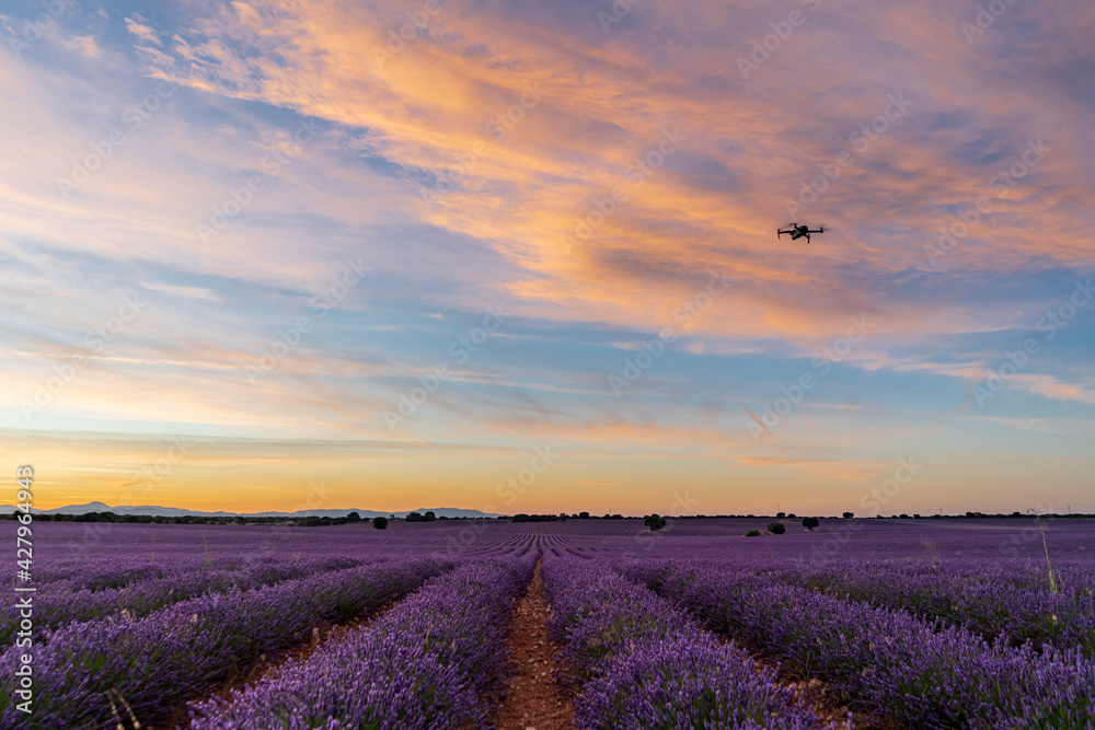 Fototapeta premium Campo de lavanda y dron volando en el atardecer