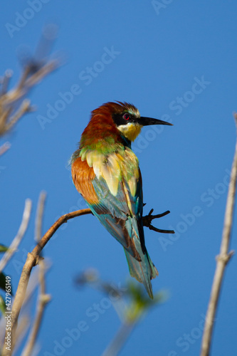 bee eater perched on branch