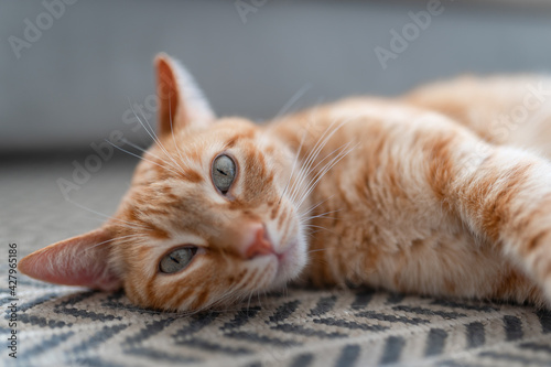 brown tabby cat with green eyes lying on the carpet. close up
