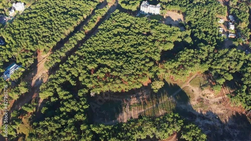 Forest. Woods. Bosque 4k Ultra HD