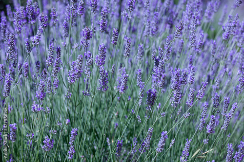 Beautiful lavender flower in summer  selective focus