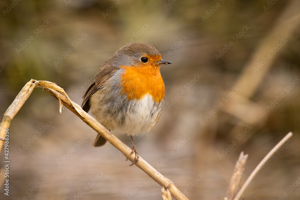 Red robin on tree Red robin on tree