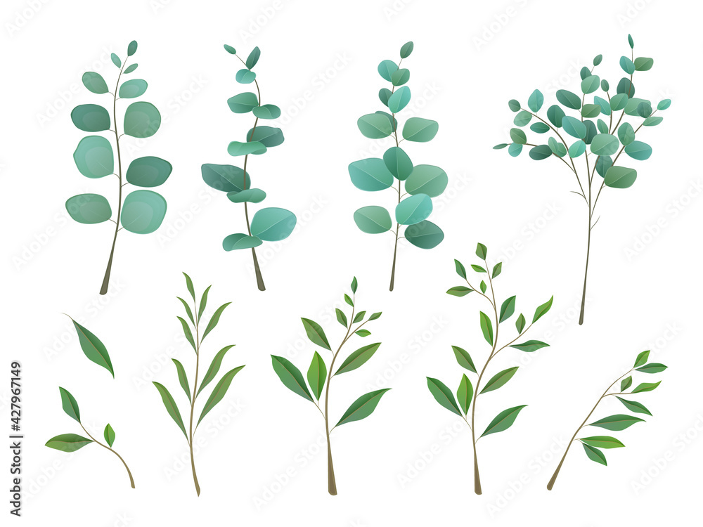 Eucalyptus leaves set isolated on white background. Set of silver dollar eucalyptus tree foliage, natural seeded, gunni and baby blue eucalyptus tree leaves Eucalyptus leaves set isolated on white background. Set of silver dollar eucalyptus tree foliage, natural seeded, gunni and baby blue eucalyptus tree leaves