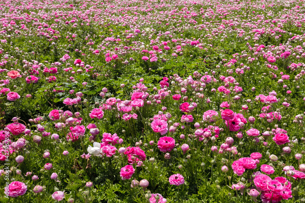 Pink ranunculus blooms in April 