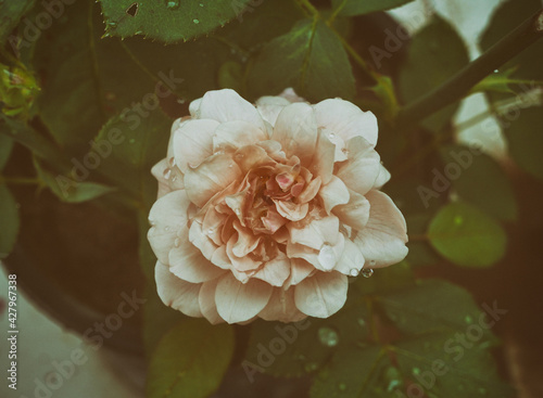 Roses in the garden, vintage-style photo