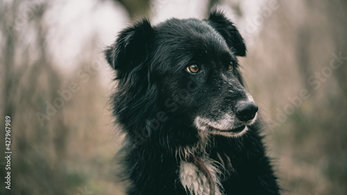 Border Collie étonné photo