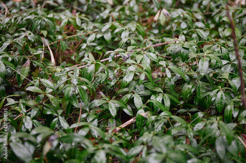 Greenery background  green color of nature plant and leaf environment greenery concept. green leaf after rain texture background.