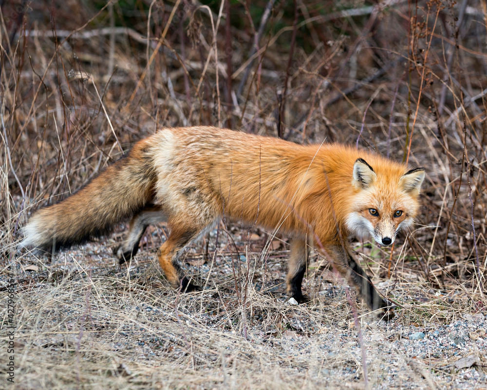 Red Fox Photo Stock. Fox Image. Close-up side view, foraging in the field with blur spring foliage background in its environment and habitat displaying fox tail, fur. Picture. Portrait. Red Fox Photo Stock. Fox Image. Close-up side view, foraging in the field with blur spring foliage background in its environment and habitat displaying fox tail, fur. Picture. Portrait.
