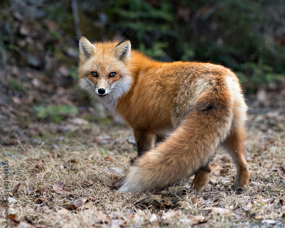 Red Fox Photo Stock. Fox Image. Close-up side view, looking at camera in the spring season with blur background in its environment and habitat displaying bushy tail, fur. Picture. Portrait.