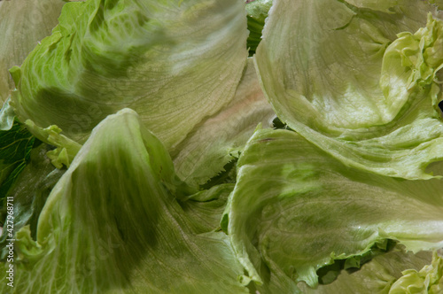 close-up: green leaves of iceberg lettuce