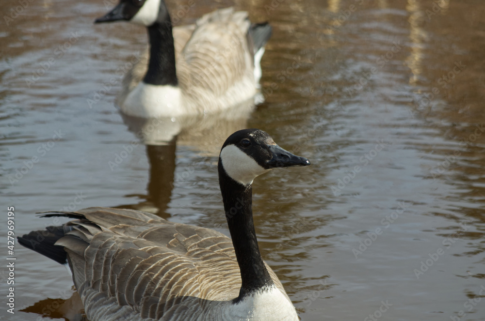 A pair of Canada Geese (Branta Canadensis) in a Pond A pair of Canada Geese (Branta Canadensis) in a Pond