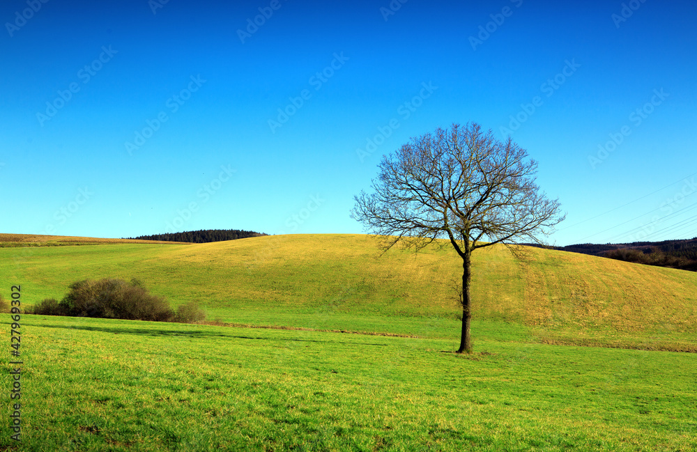 Spring landscape with blue sky and tree .
