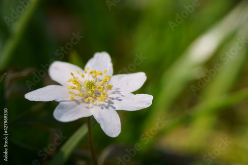 Spring white flowers in the forest - Anemone nemorosa
