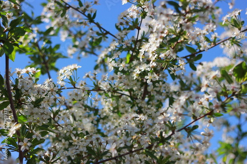 blossoming tree