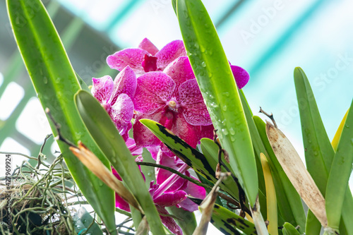 Ascocenda princess mikasa pink, Asco Royal Sapphire x Vanda coerulea, Ascocenda, is a man-made hybrid orchid genus resulting from a cross between Ascocentrum and Vanda photo