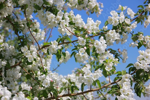 white apple blossom