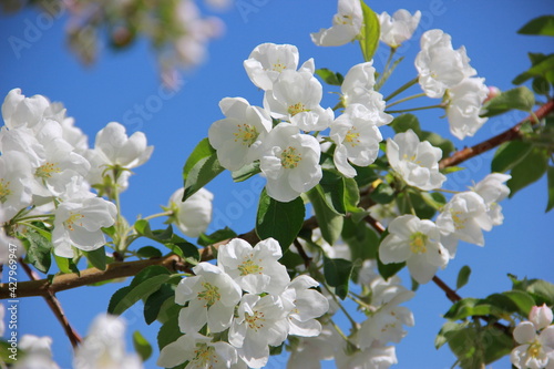 tree blossom